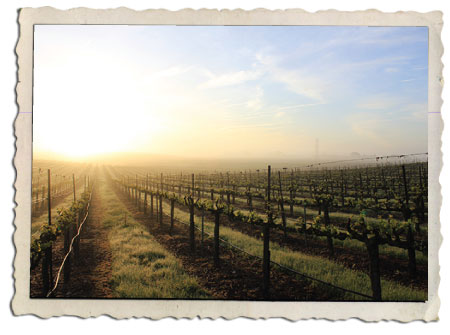 Photo of vineyard